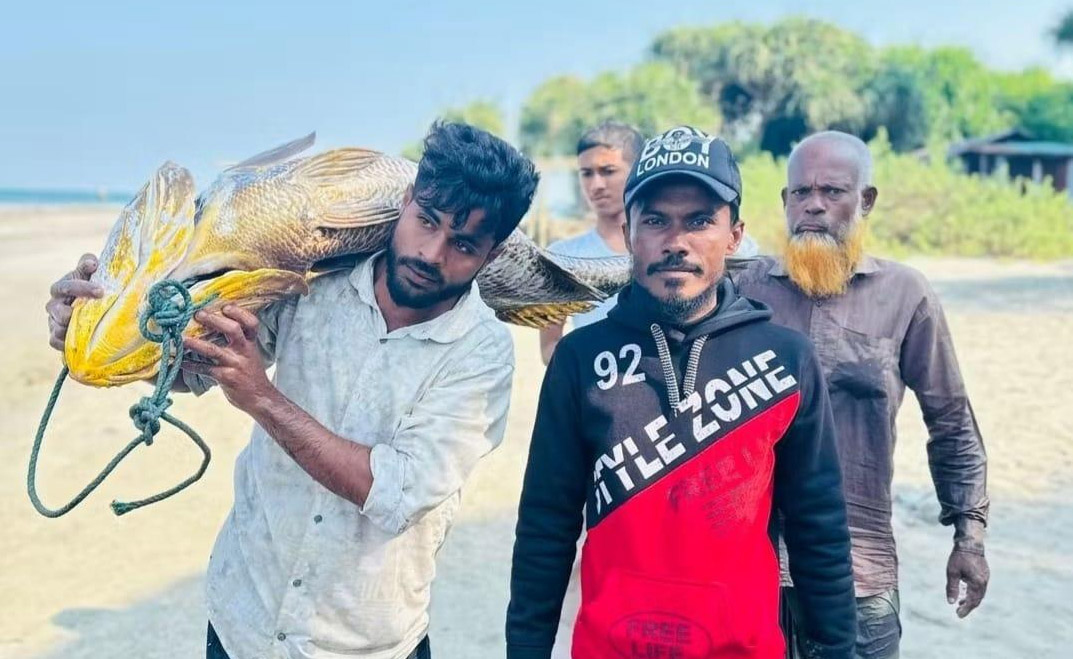 সেন্টমার্টিনের জেলে গণির জালে পাওয়া এক পোয়া মাছের দাম ১০ লাখ টাকা