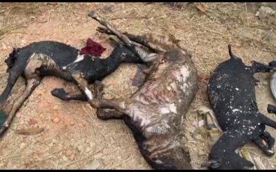 পেকুয়ায় ছাগলের খামারে আগুন : ৩ ছাগলের মৃত্যু 