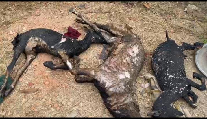 পেকুয়ায় ছাগলের খামারে আগুন : ৩ ছাগলের মৃত্যু 