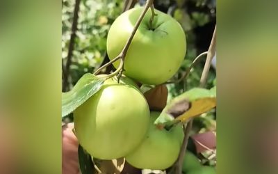 আপেল বরই খেলে কী হয় শরীরে?