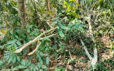 ঘুমধুমে ভুমিদস্যুর কবলে ইয়াহিয়া গ্রুপের বনায়ন প্রকল্প: প্রাণনাশের শঙ্কা