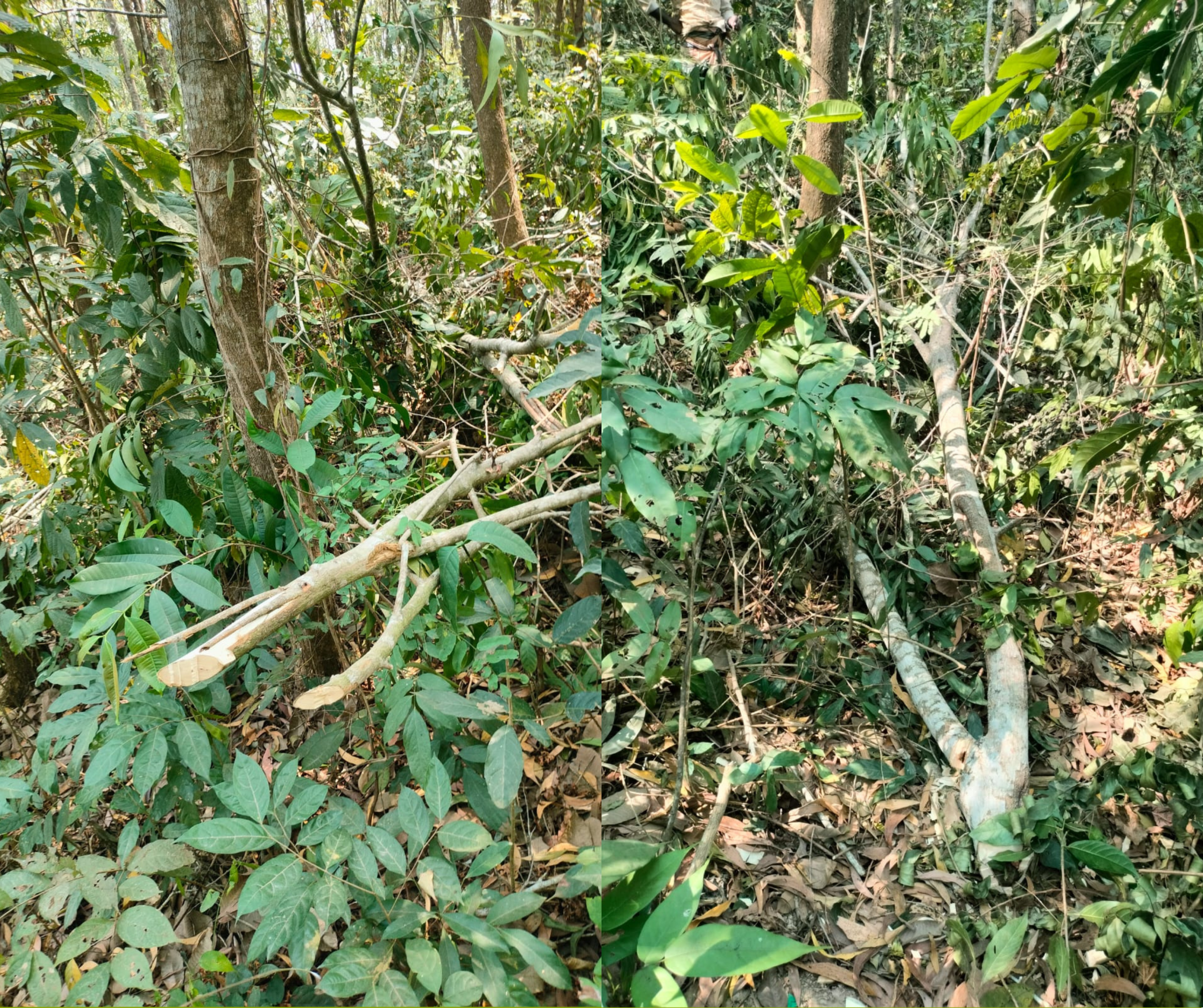 ঘুমধুমে ভুমিদস্যুর কবলে ইয়াহিয়া গ্রুপের বনায়ন প্রকল্প: প্রাণনাশের শঙ্কা