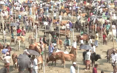 সীমান্ত পেরিয়ে প্রতিদিন ঢুকছে চোরাই গরু