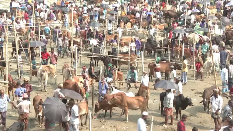 সীমান্ত পেরিয়ে প্রতিদিন ঢুকছে চোরাই গরু