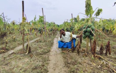 ভারী বর্ষণ ও বানের পানি জমে মরে গেছে পেঁপে বাগান