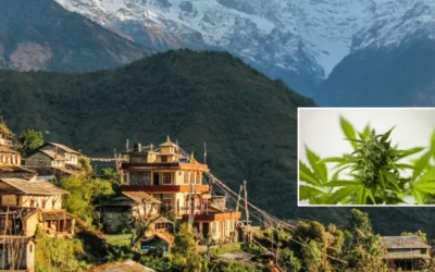 চিকিৎসায় গাঁজার ব্যবহার বৈধ