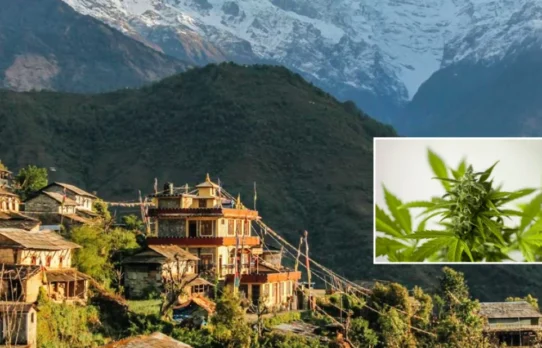 চিকিৎসায় গাঁজার ব্যবহার বৈধ