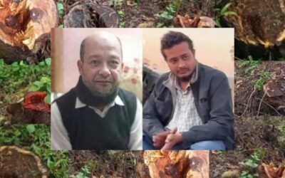 প্রশাসনের নাকের ডগায় সরকারি গাছের হরিলুট, বেপরোয়া গাছ-চোর চক্র!